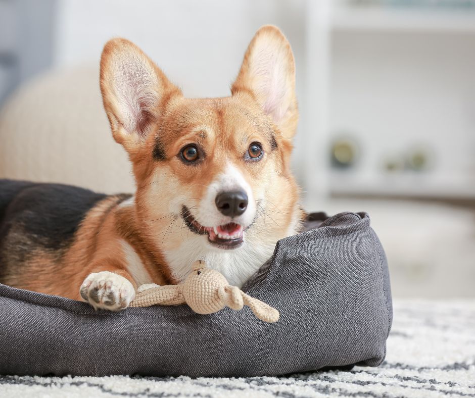 dog on bed